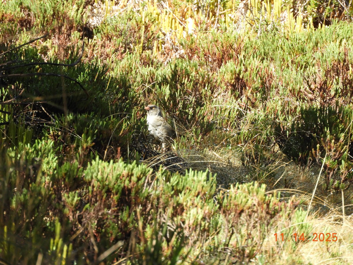 Volcano Junco - ML645297841