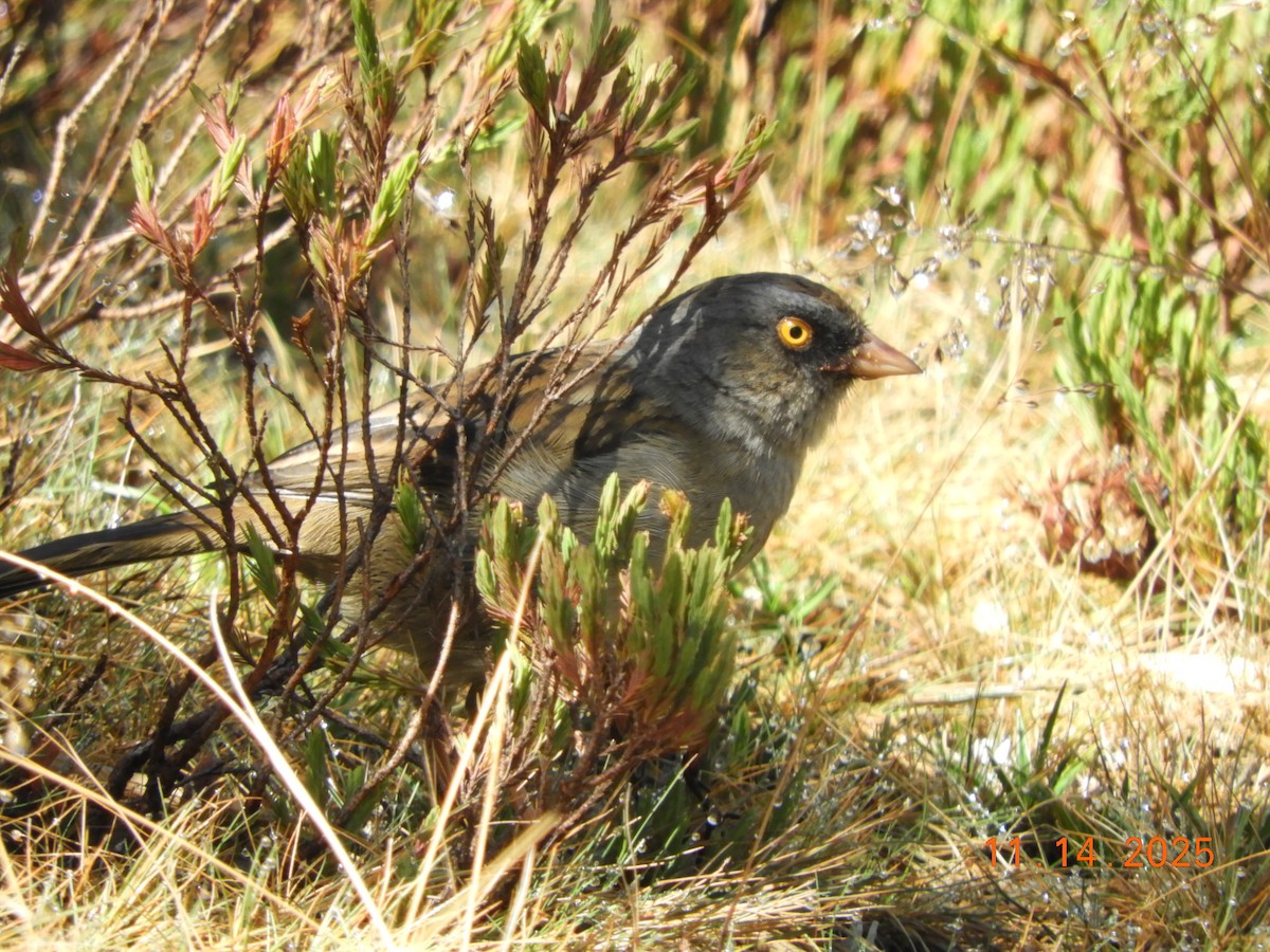 Volcano Junco - ML645297842
