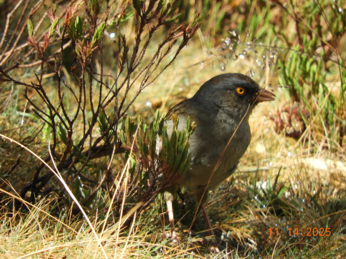 Volcano Junco - ML645297843