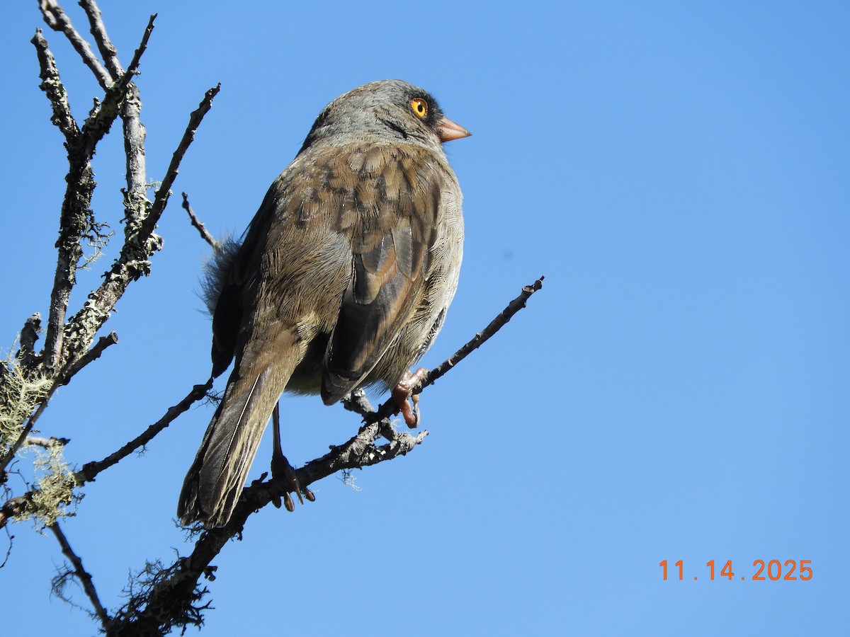 Volcano Junco - ML645297844