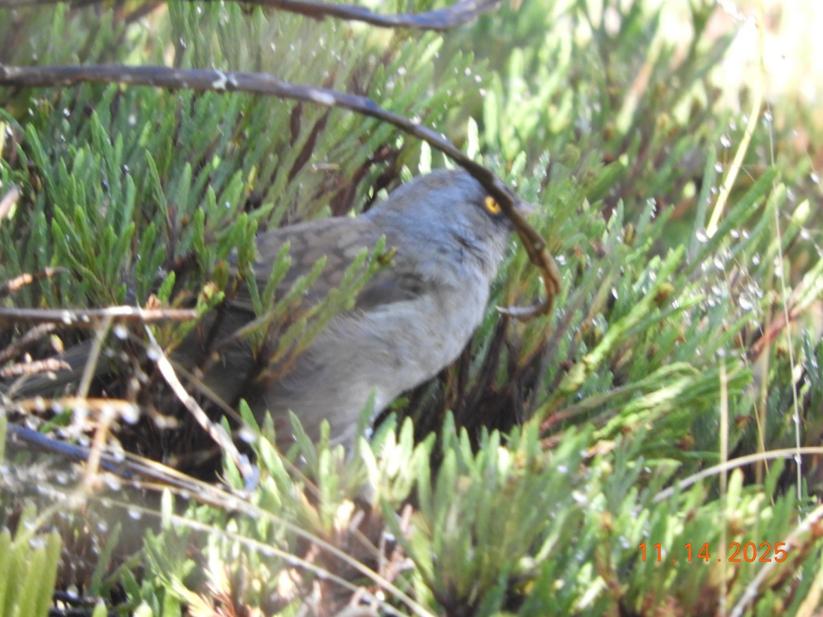 Volcano Junco - ML645297845