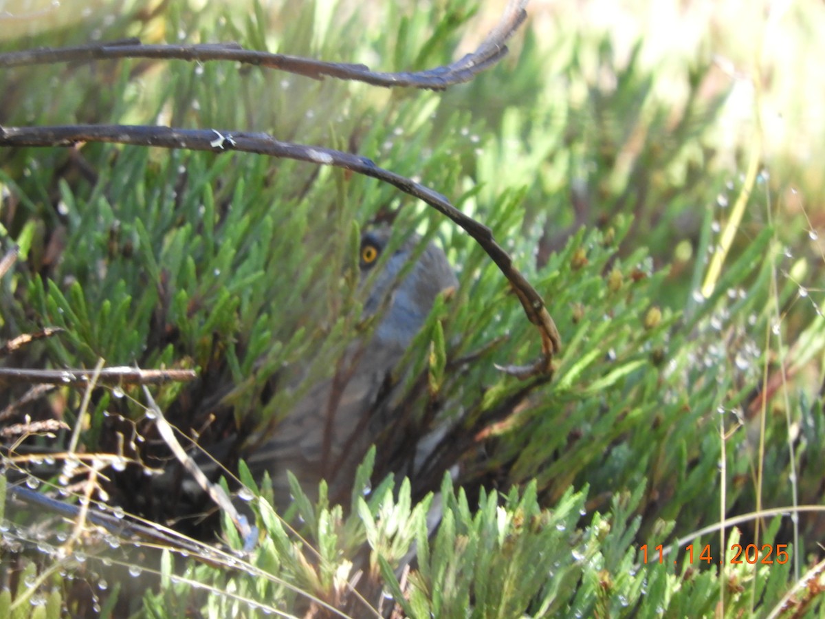 Volcano Junco - ML645297846