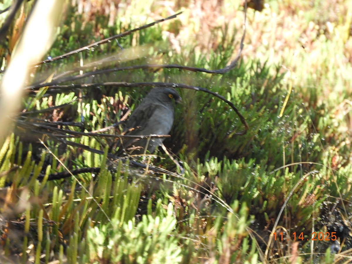 Volcano Junco - ML645297847