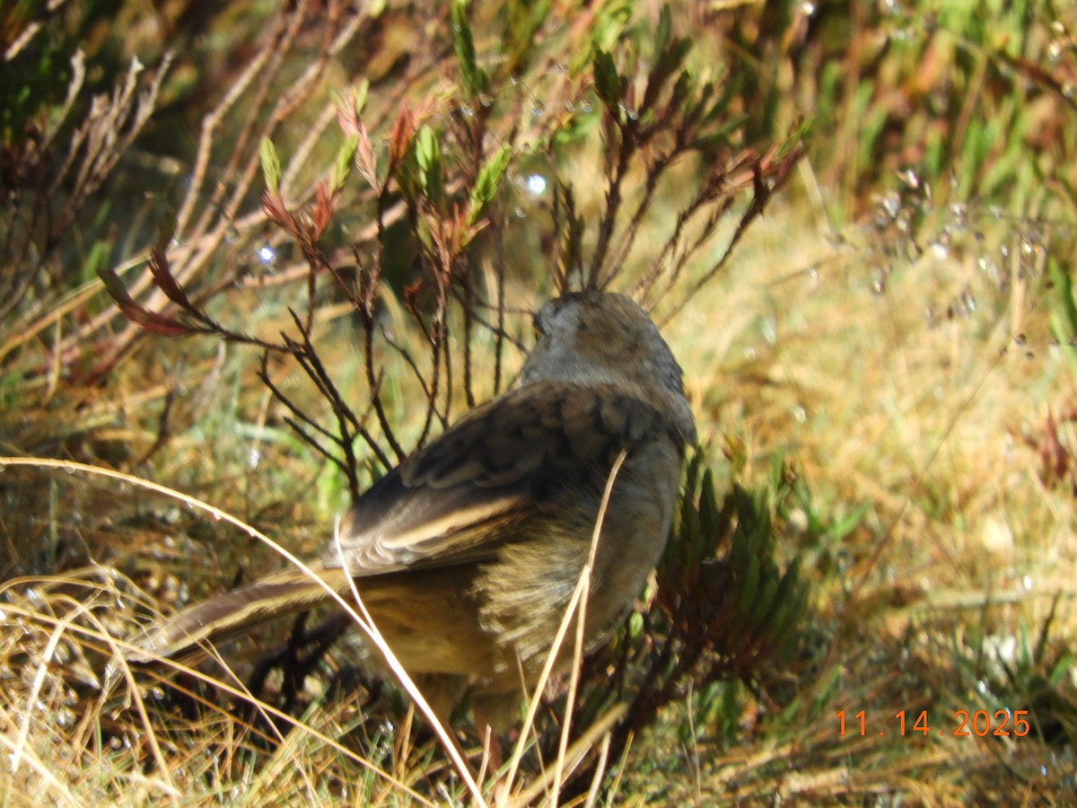 Volcano Junco - ML645297848