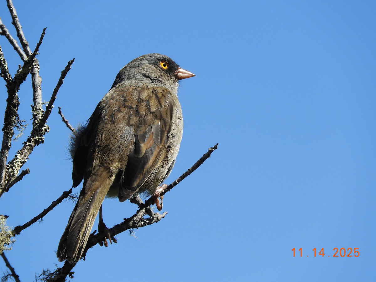 Volcano Junco - ML645297849
