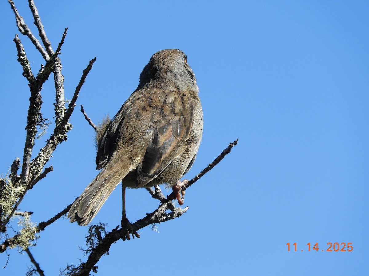 Volcano Junco - ML645297850