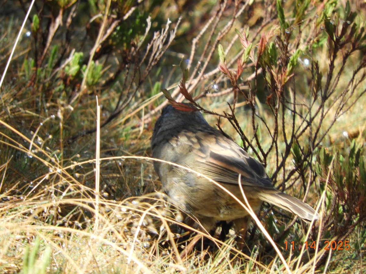Volcano Junco - ML645297851