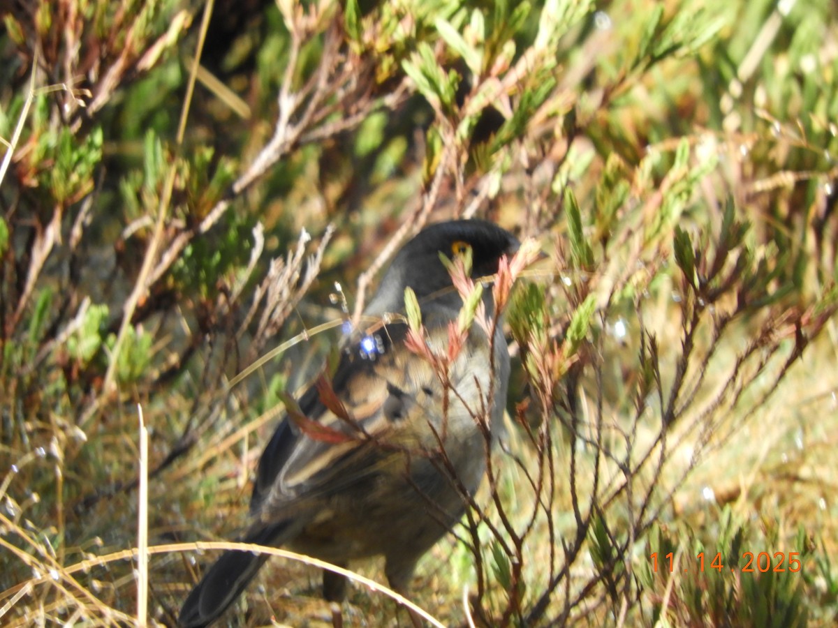 Volcano Junco - ML645297852