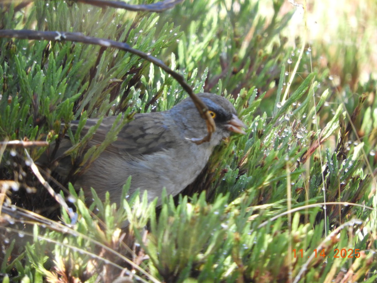 Volcano Junco - ML645297853