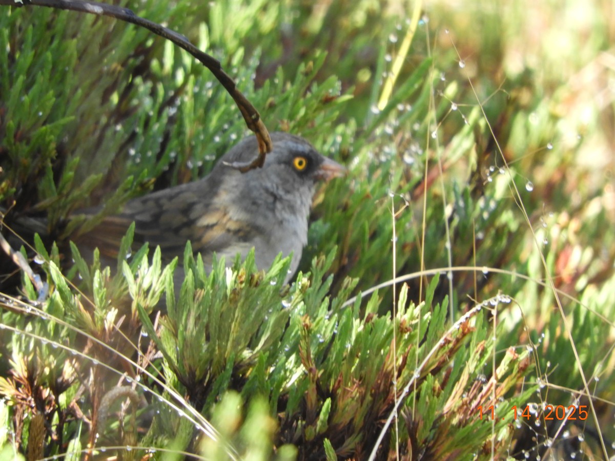 Volcano Junco - ML645297854