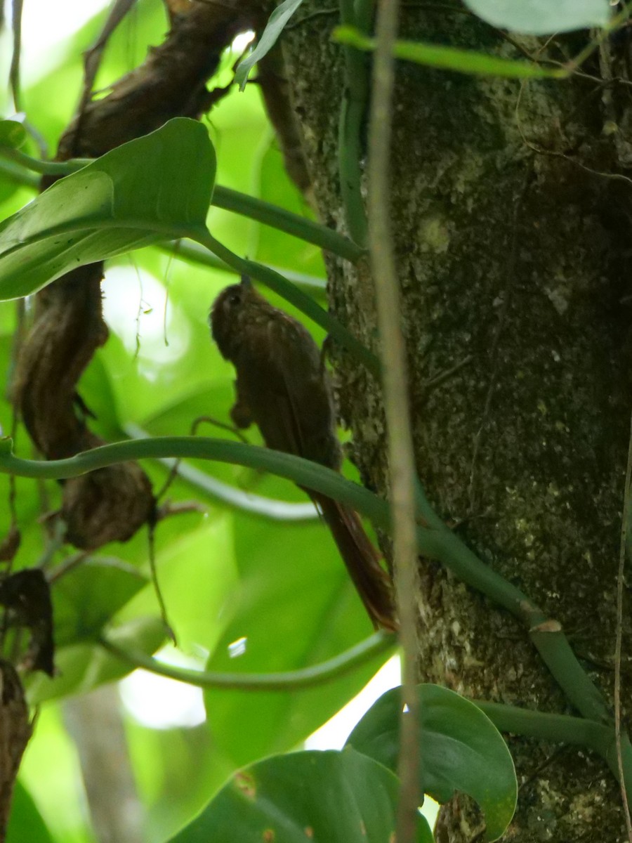 Wedge-billed Woodcreeper - ML645297855
