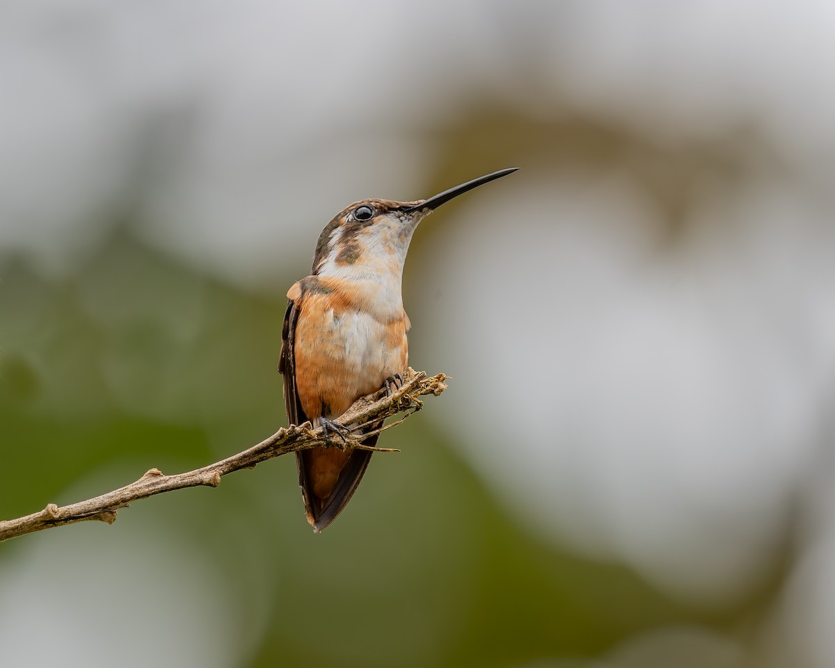 White-bellied Woodstar - ML645297856