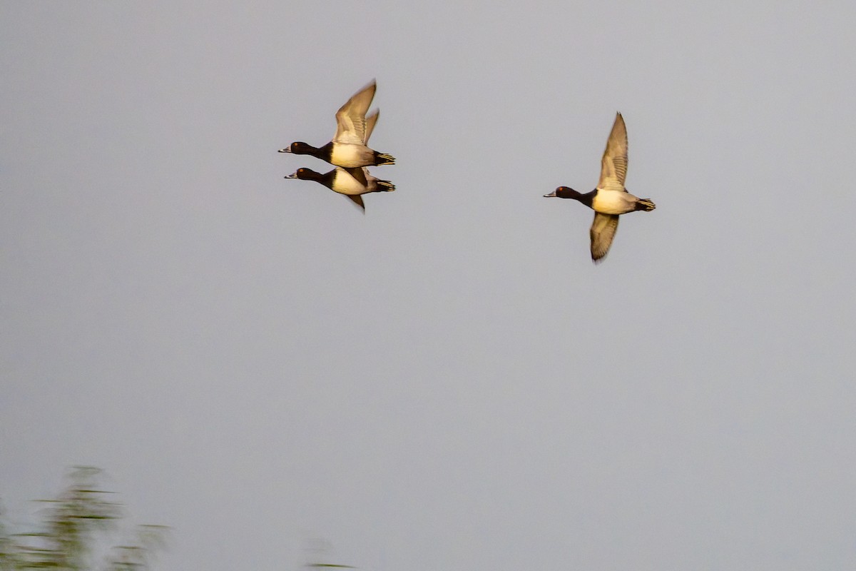צולל צווארון - ML645297857