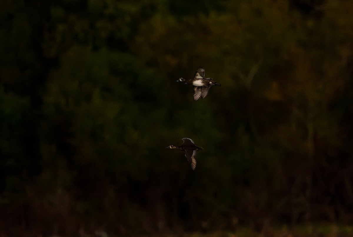 צולל צווארון - ML645297858