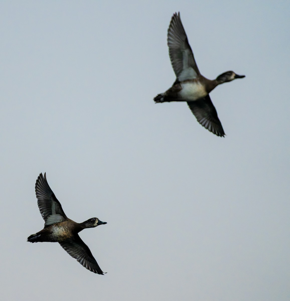 צולל צווארון - ML645297859