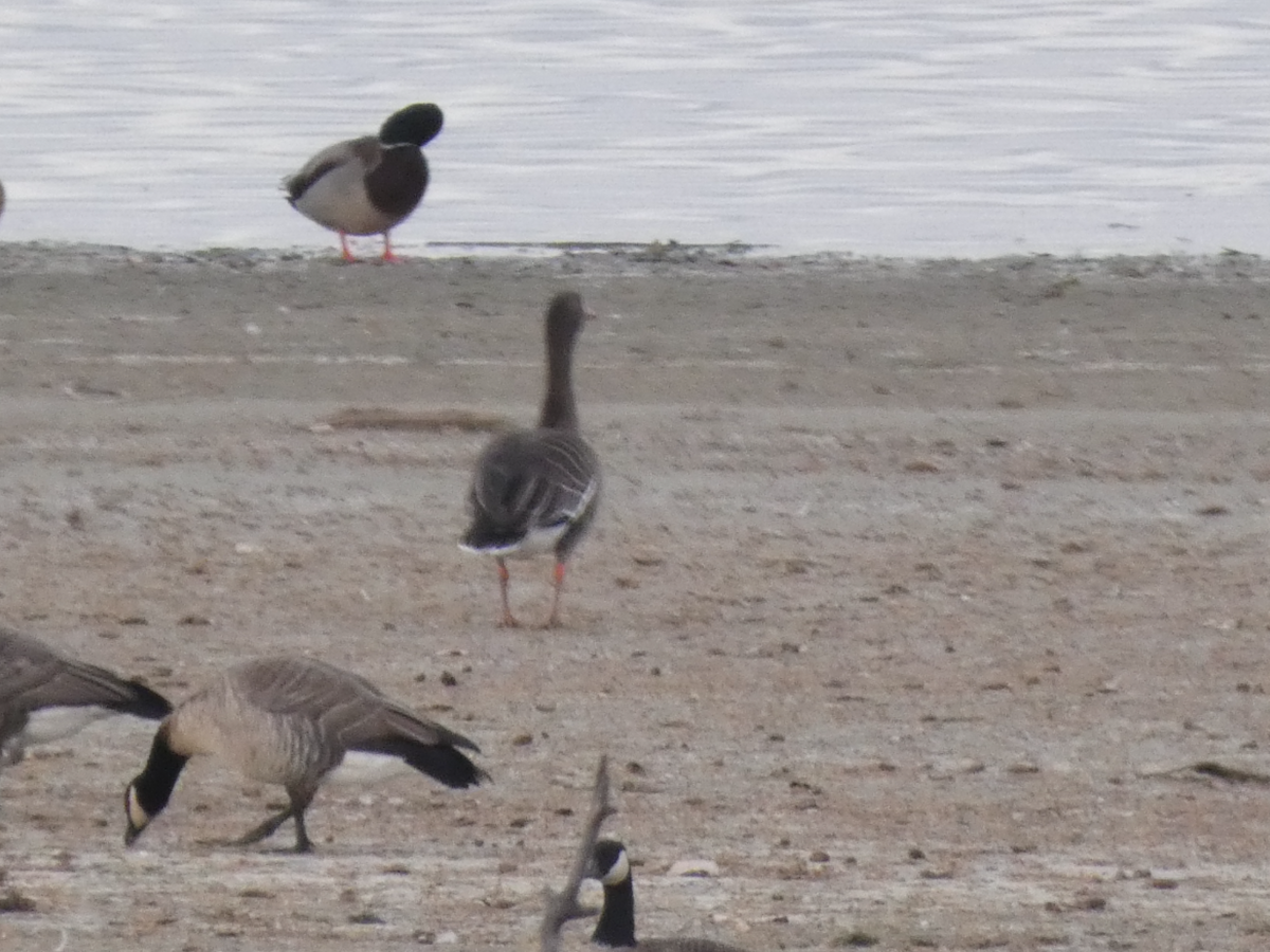 Манхин галуу - ML645297865