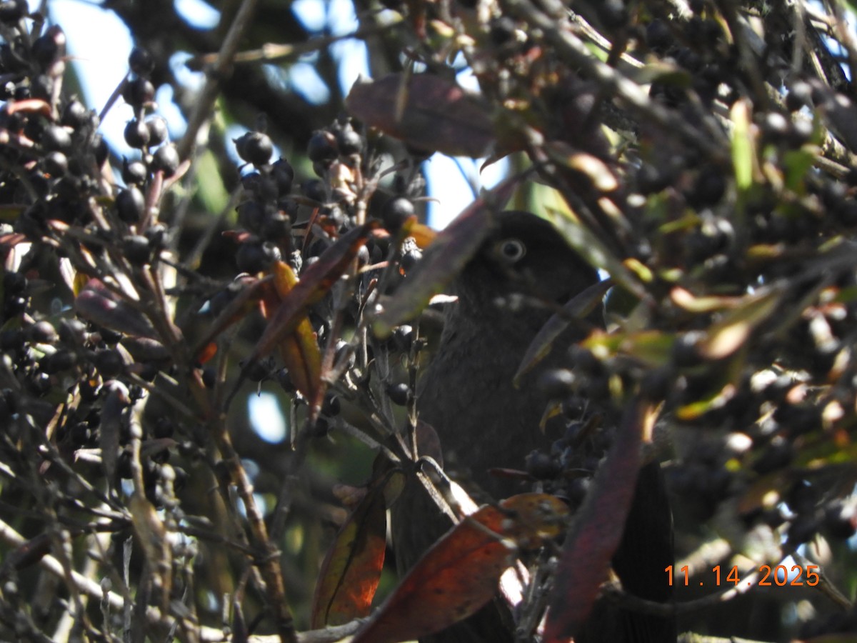 Sooty Thrush - ML645297867