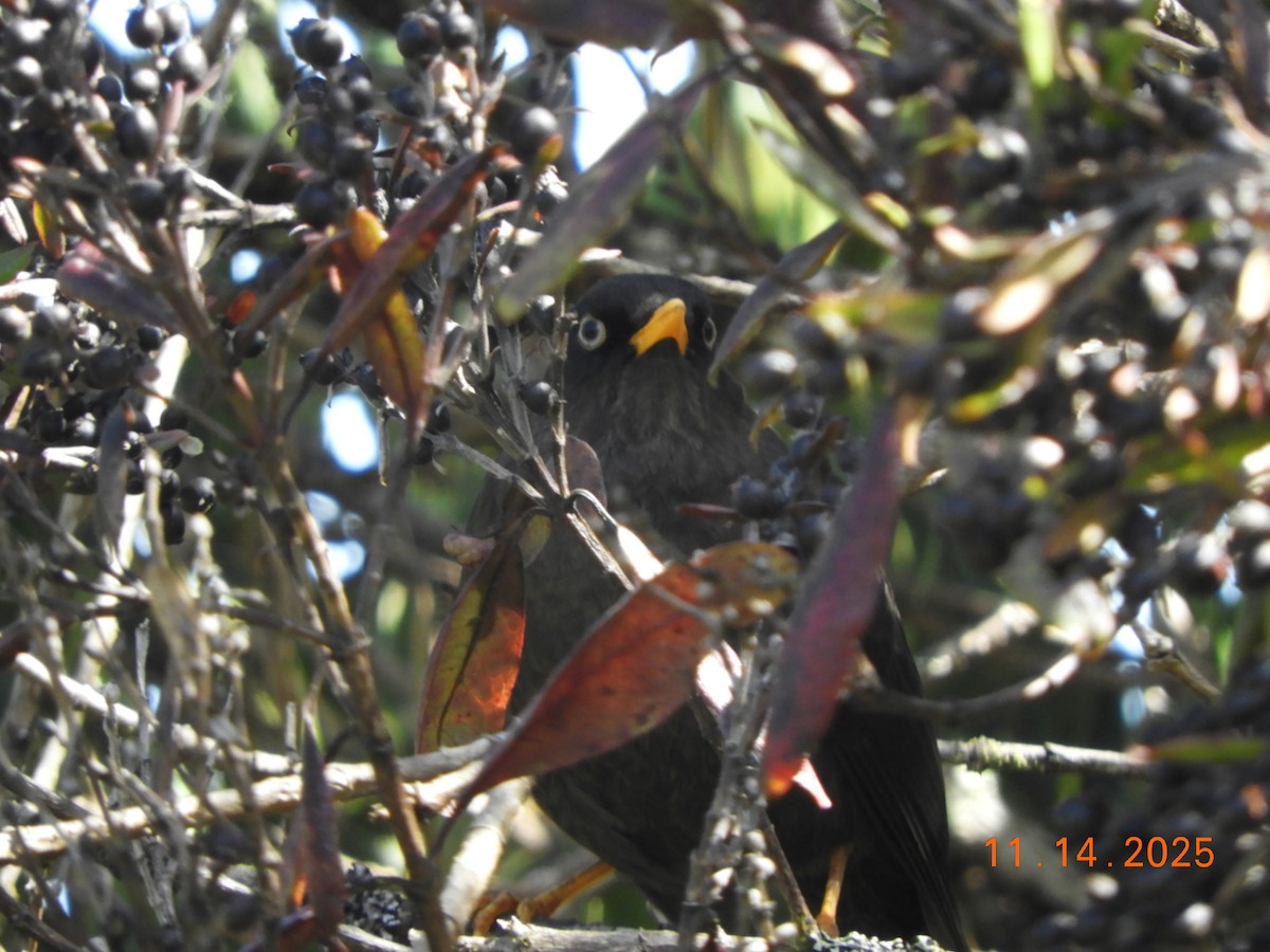 Sooty Thrush - ML645297868