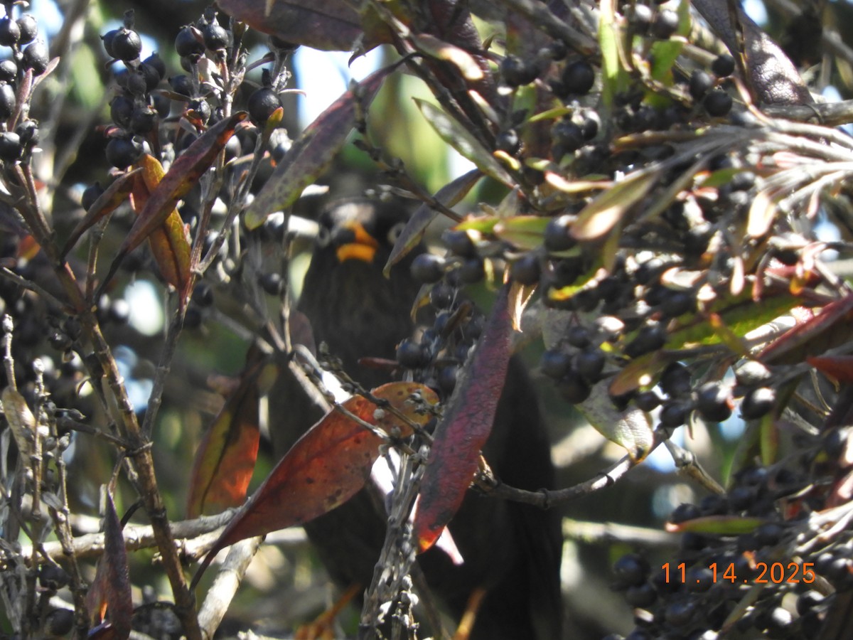 Sooty Thrush - ML645297869