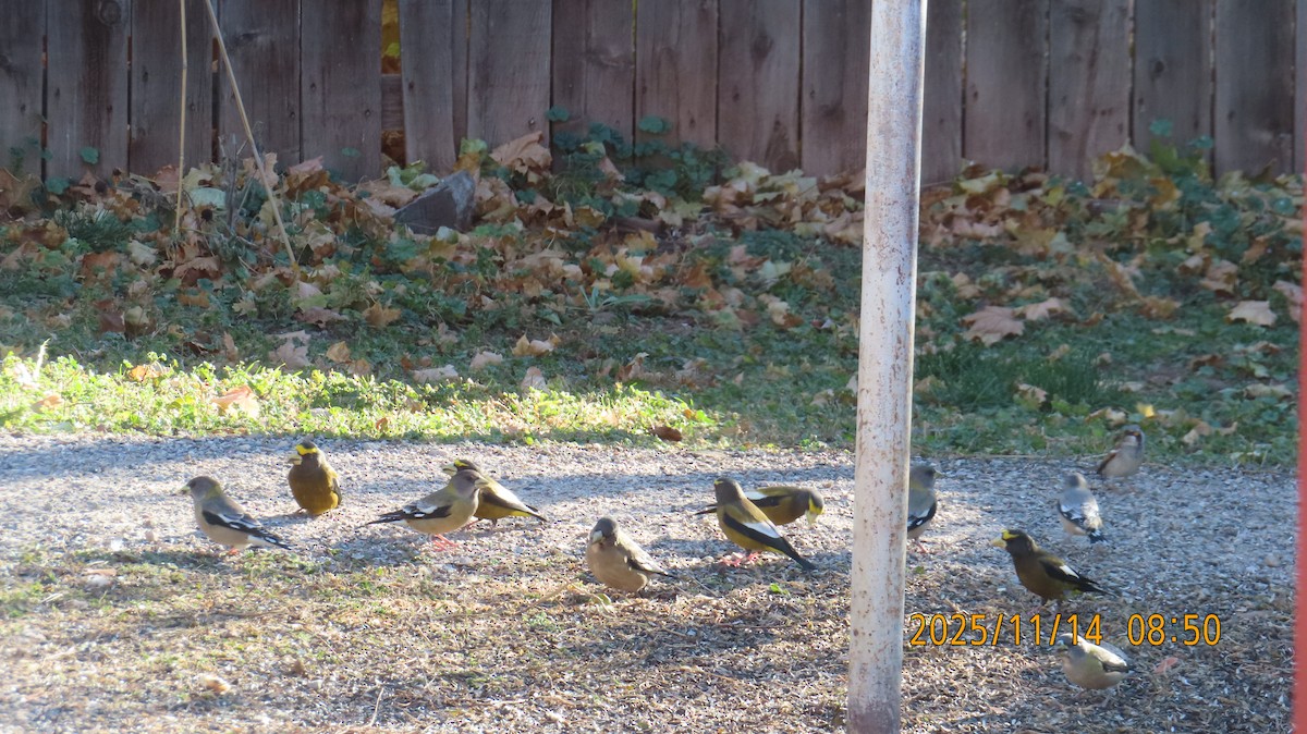 キビタイシメ - ML645297873