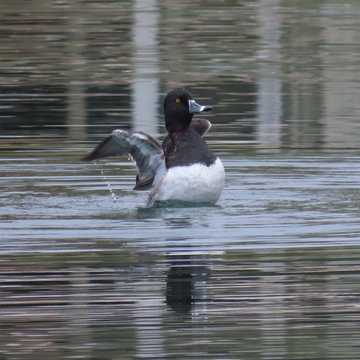 Murgilari lepokoduna - ML645297876