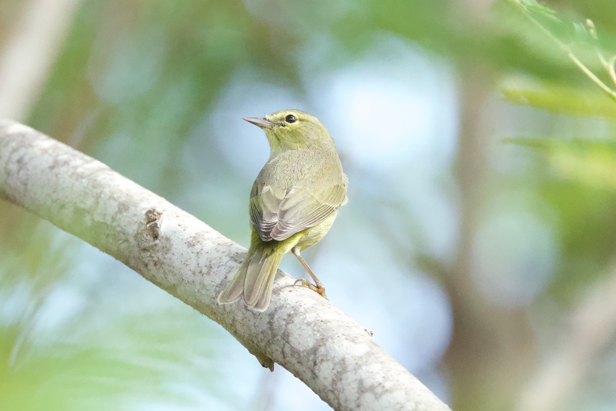 Palm Warbler - ML645297878