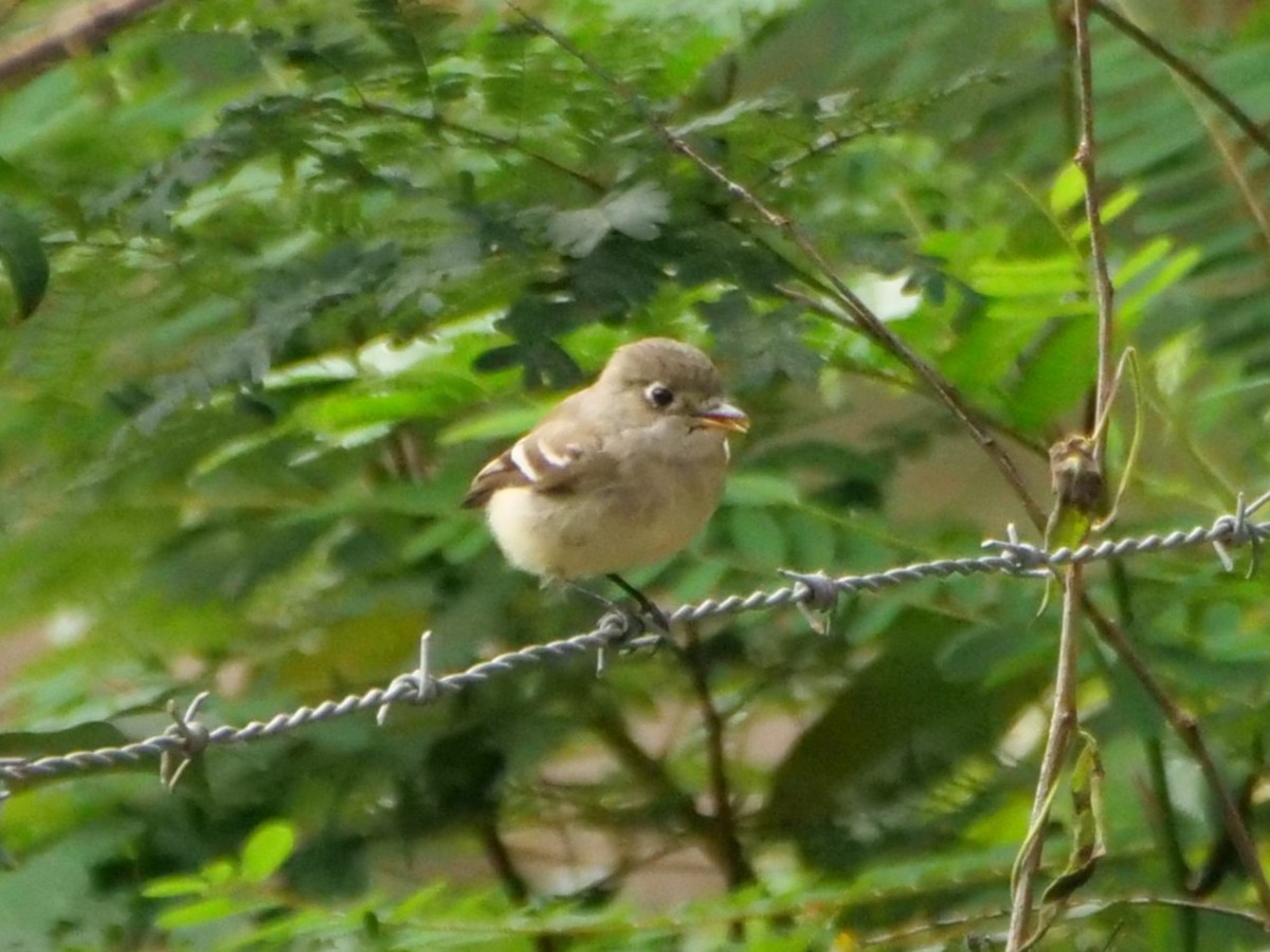 Least Flycatcher - ML645297886