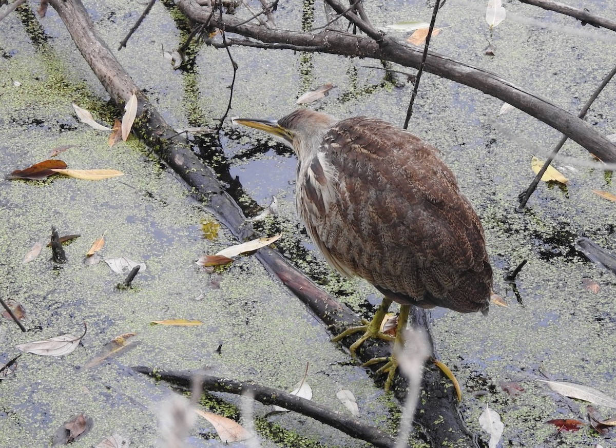 American Bittern - ML645297888