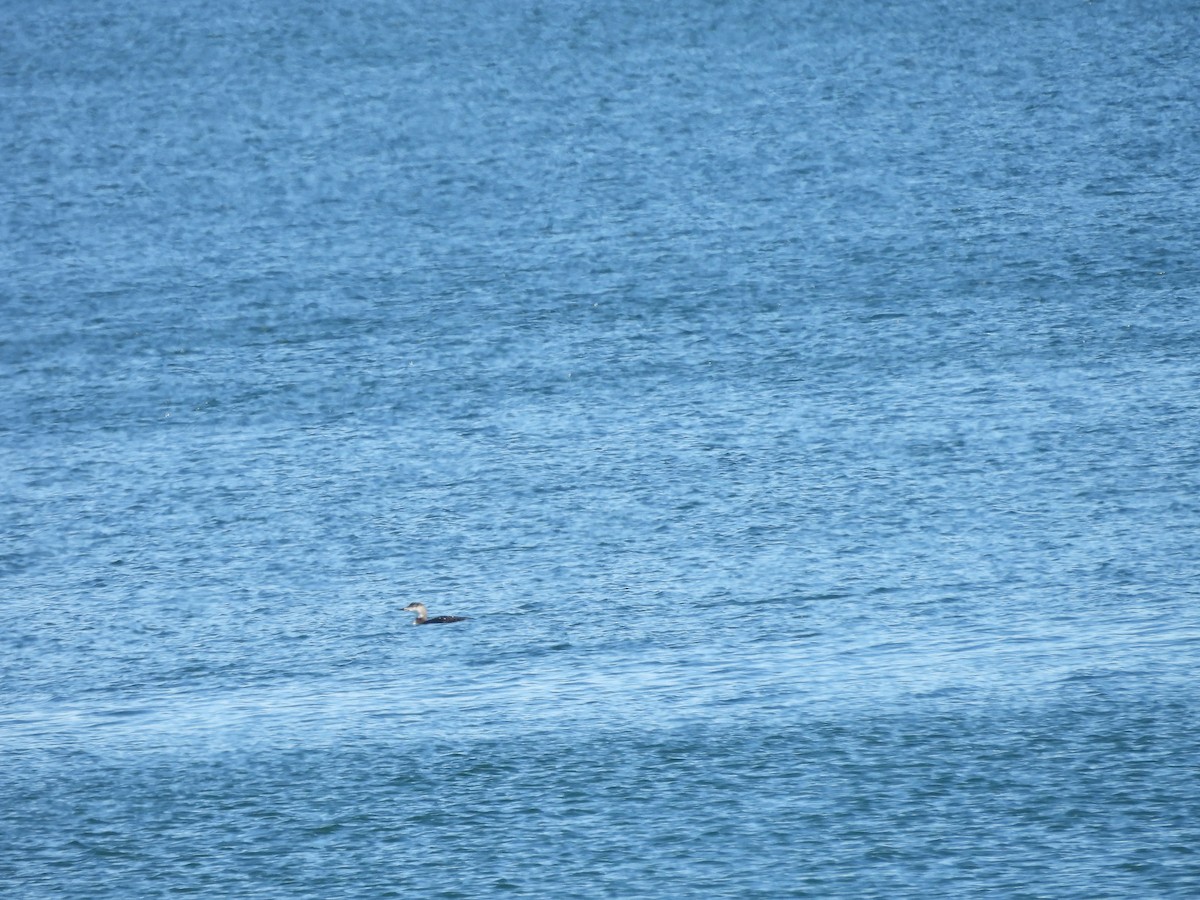 צוללן אדום-גרון - ML645297889