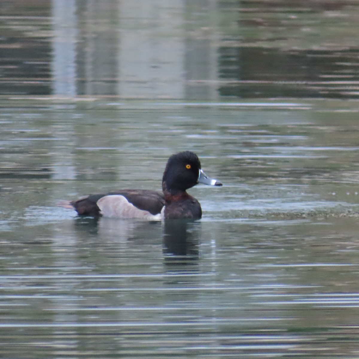 Murgilari lepokoduna - ML645297896