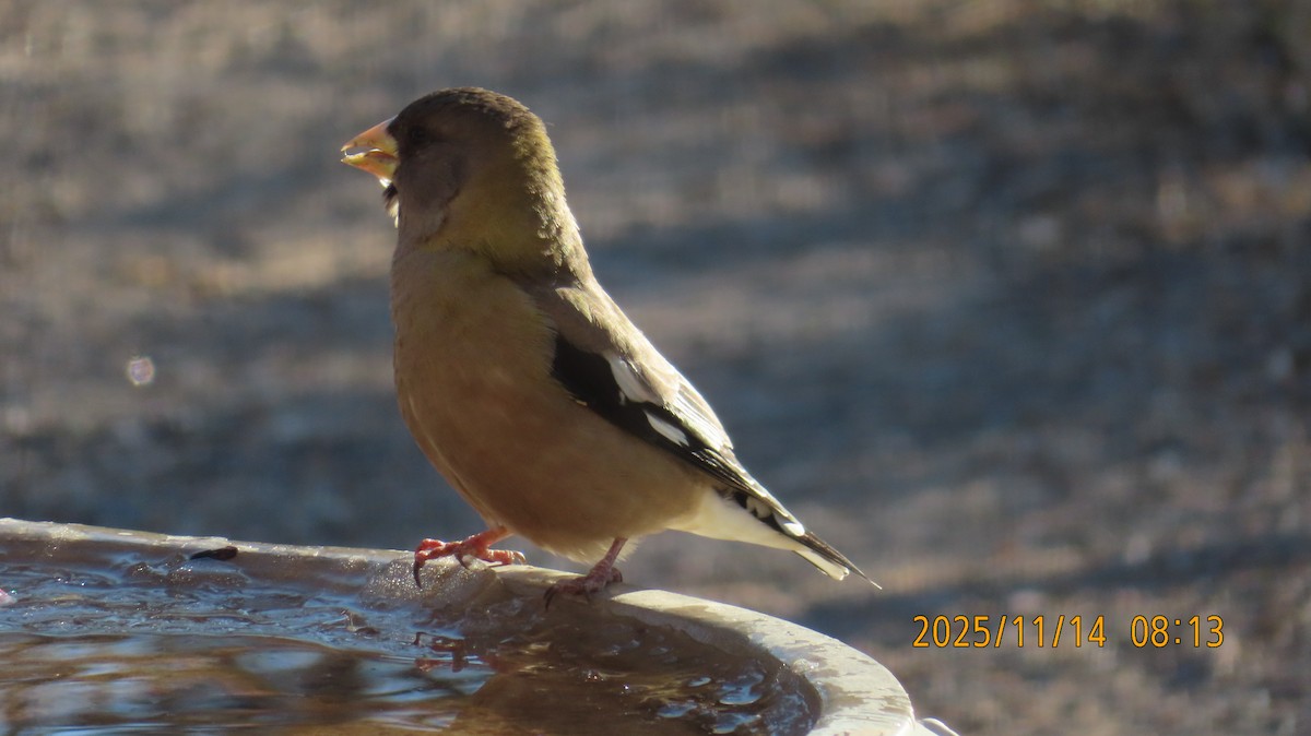 キビタイシメ - ML645297900