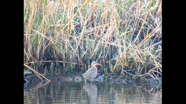 Clapper Rail - ML645297905
