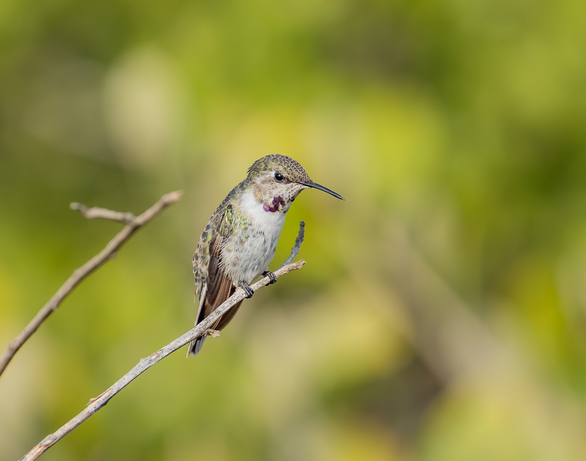 Peruvian Sheartail - ML645297918