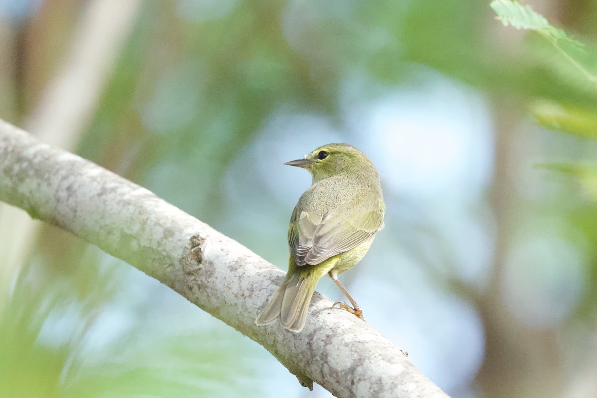 Orange-crowned Warbler - ML645297922