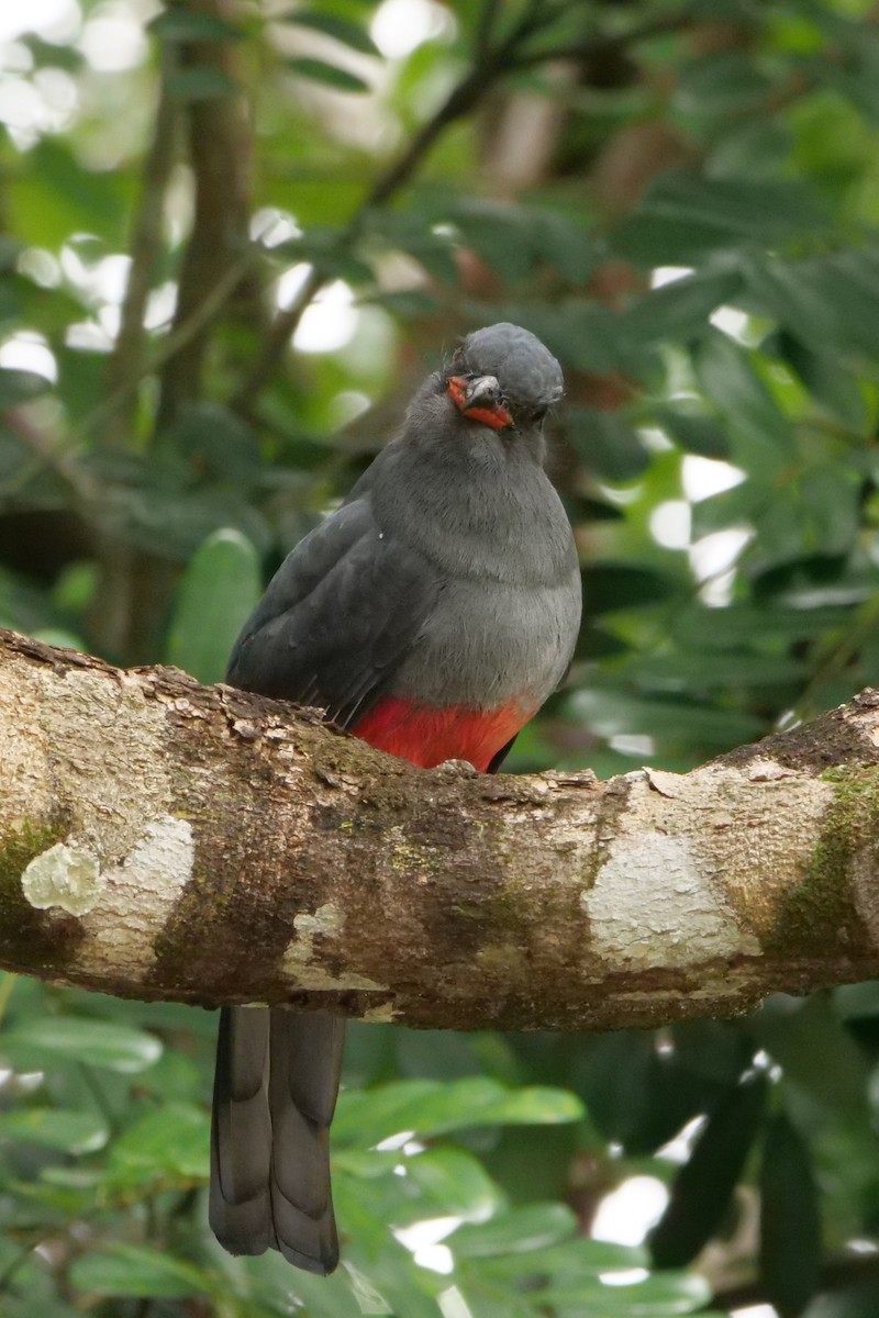 Slaty-tailed Trogon - ML645297926