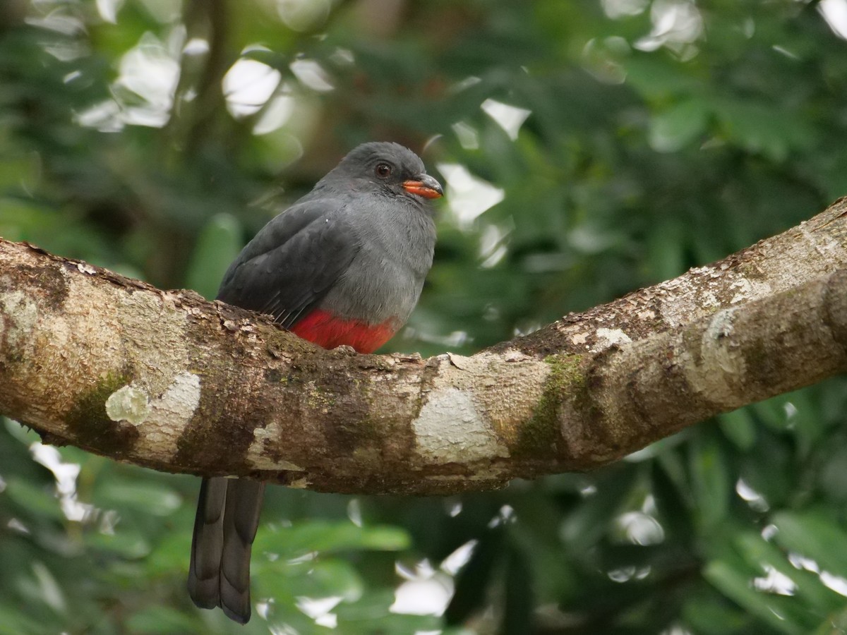 Slaty-tailed Trogon - ML645297927