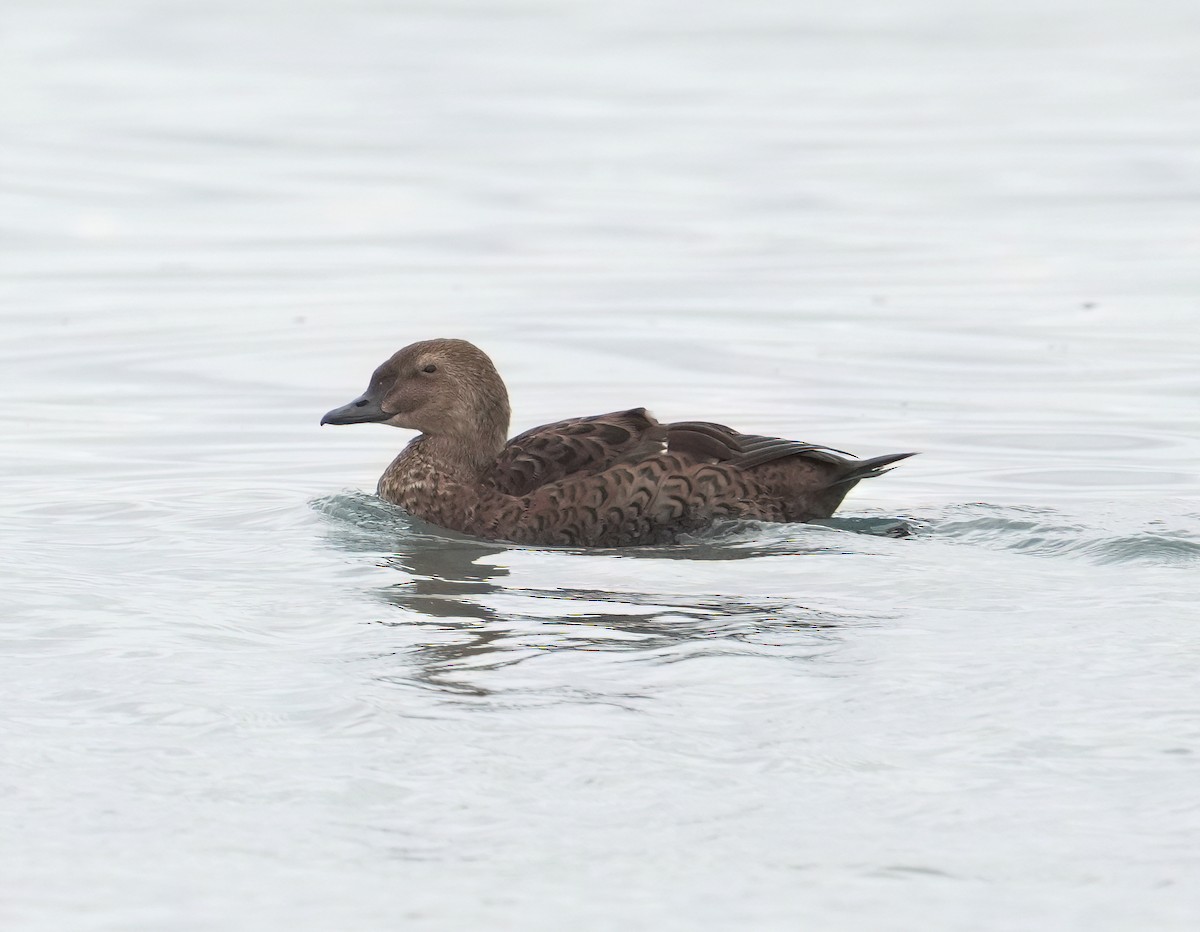 King Eider - ML645297929