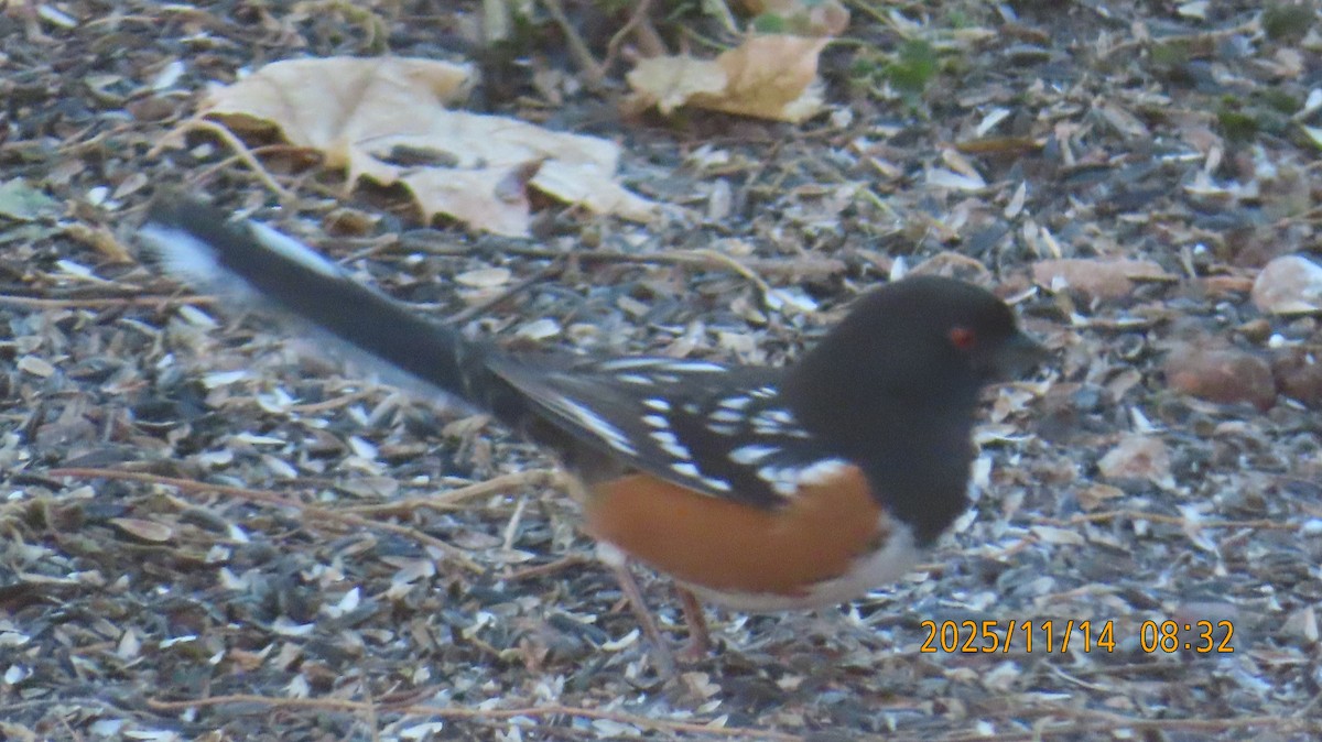 Spotted Towhee - ML645297933
