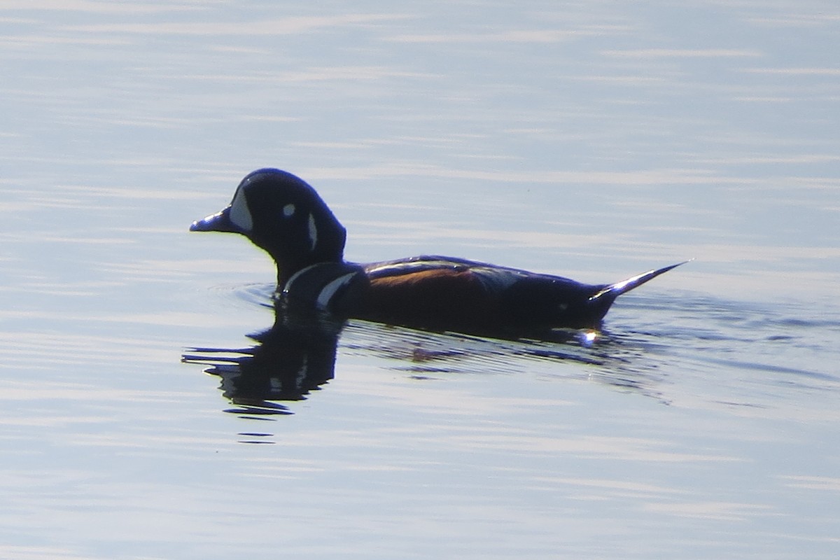 Harlequin Duck - ML645297934