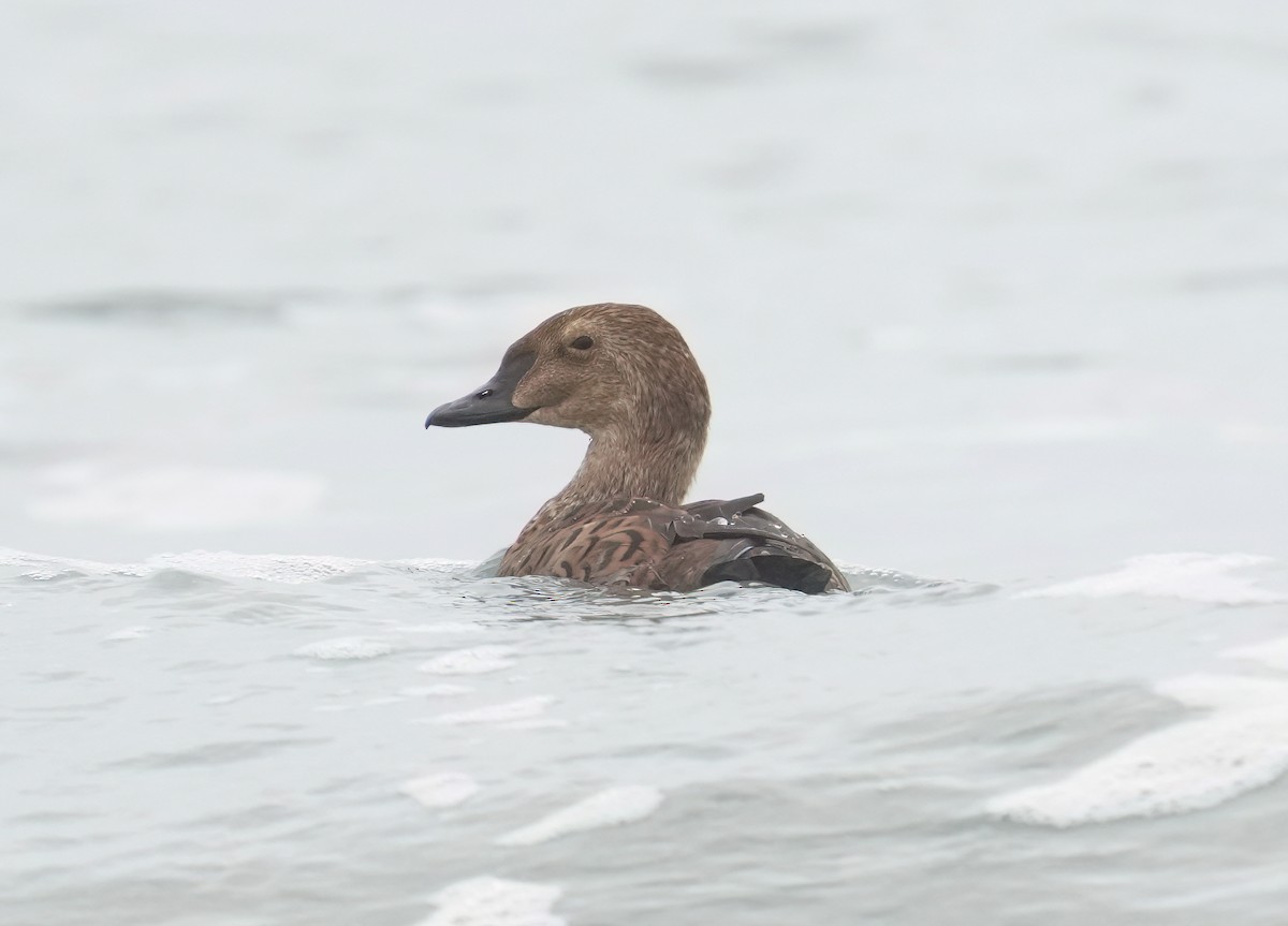 King Eider - ML645297936