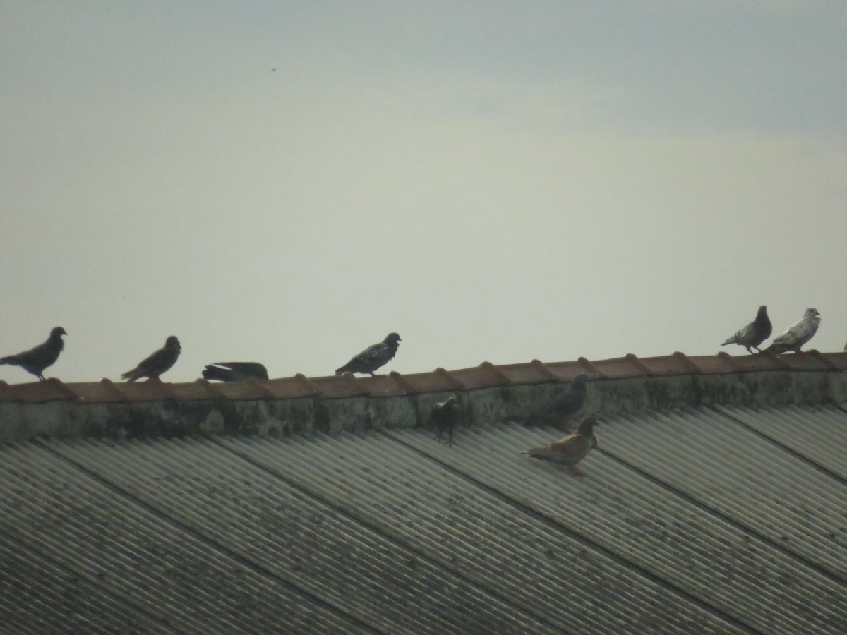 Kaya Güvercini (evcil tip) - ML645297937