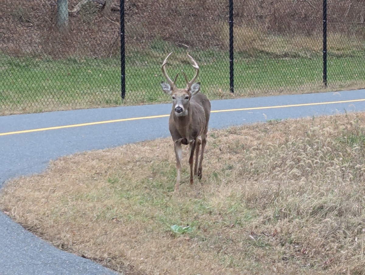 White-tailed Deer - ML645297939