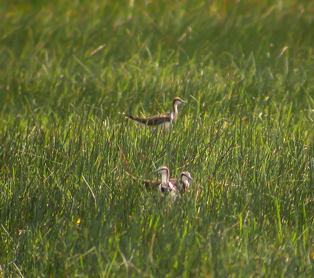 fasanbladhøne - ML645297945