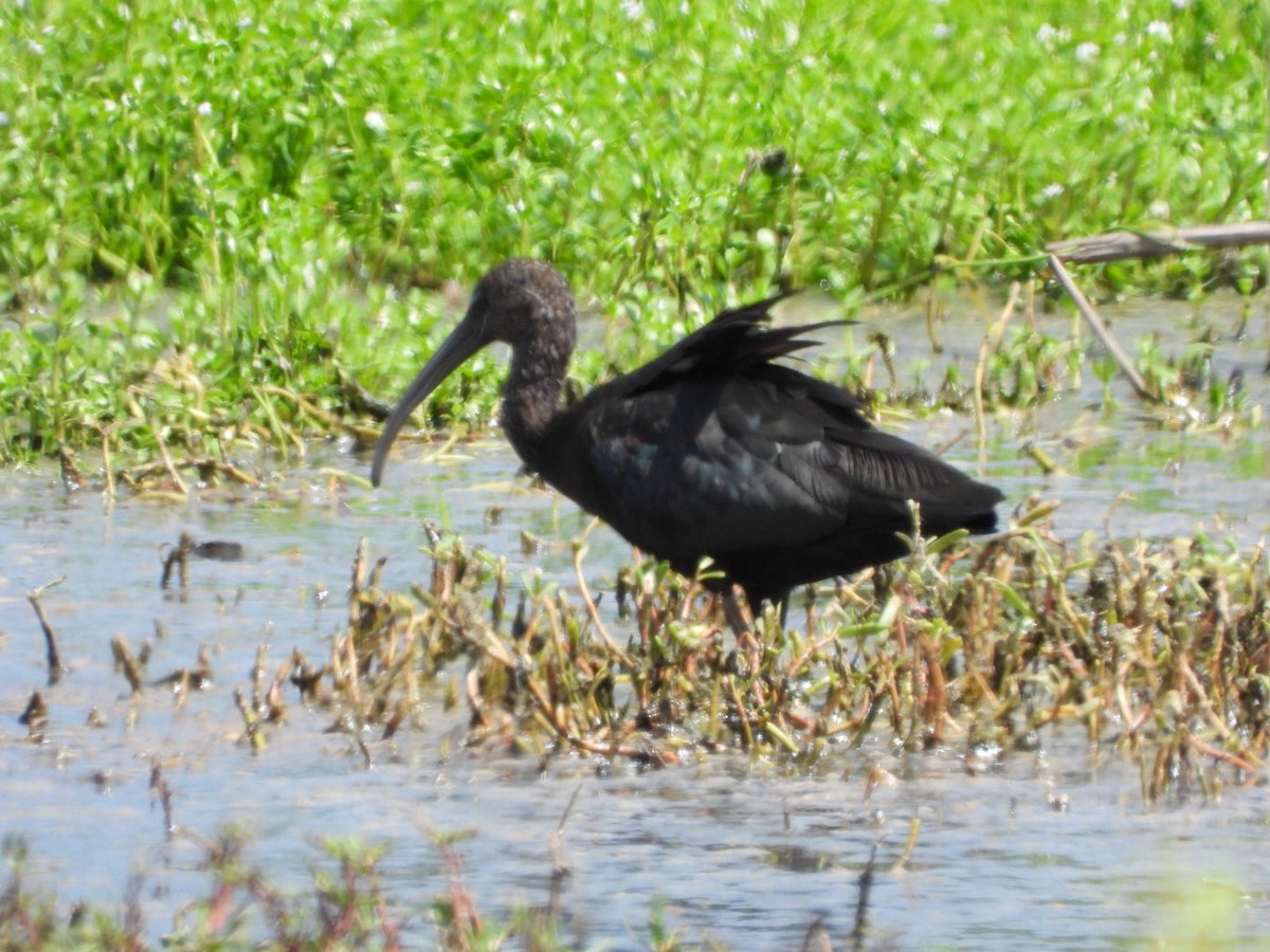 Glossy Ibis - ML645297952