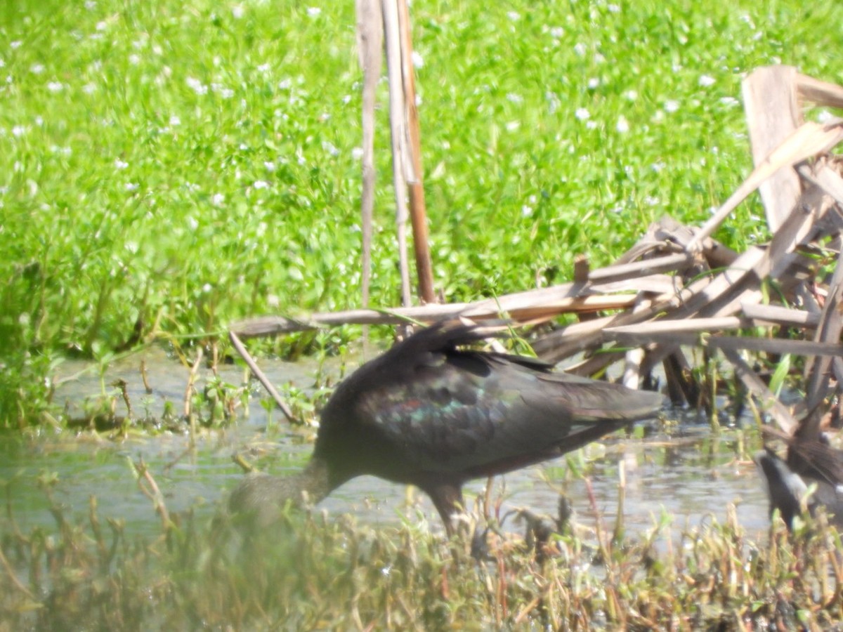 Glossy Ibis - ML645297953