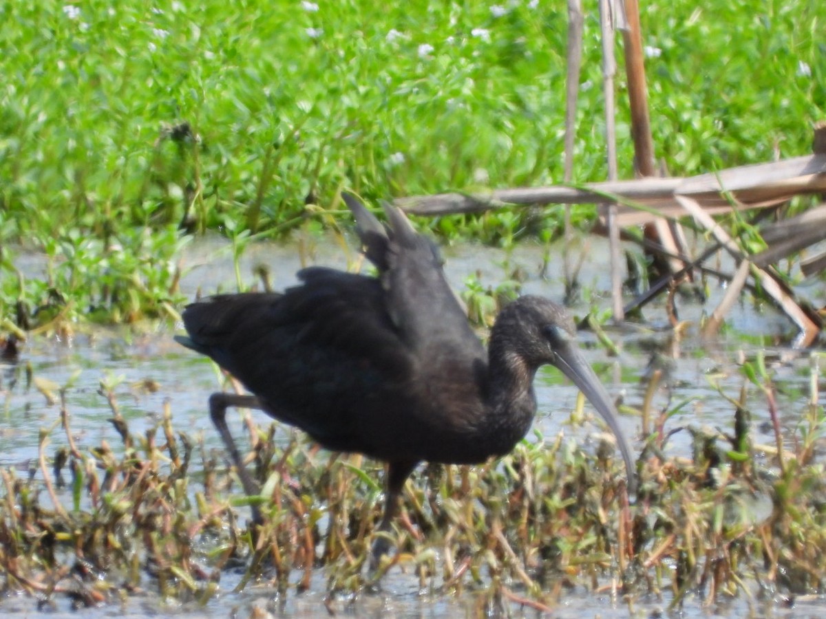 Glossy Ibis - ML645297954