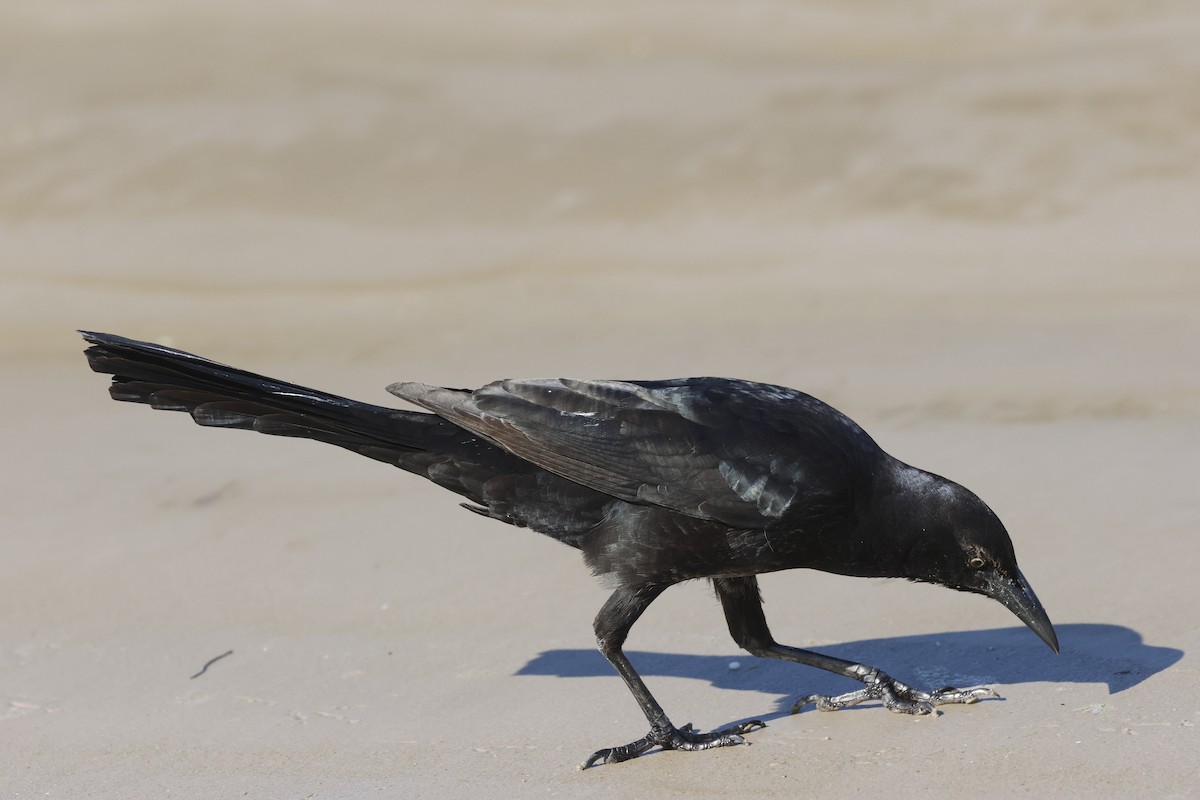 Great-tailed Grackle - ML645297956