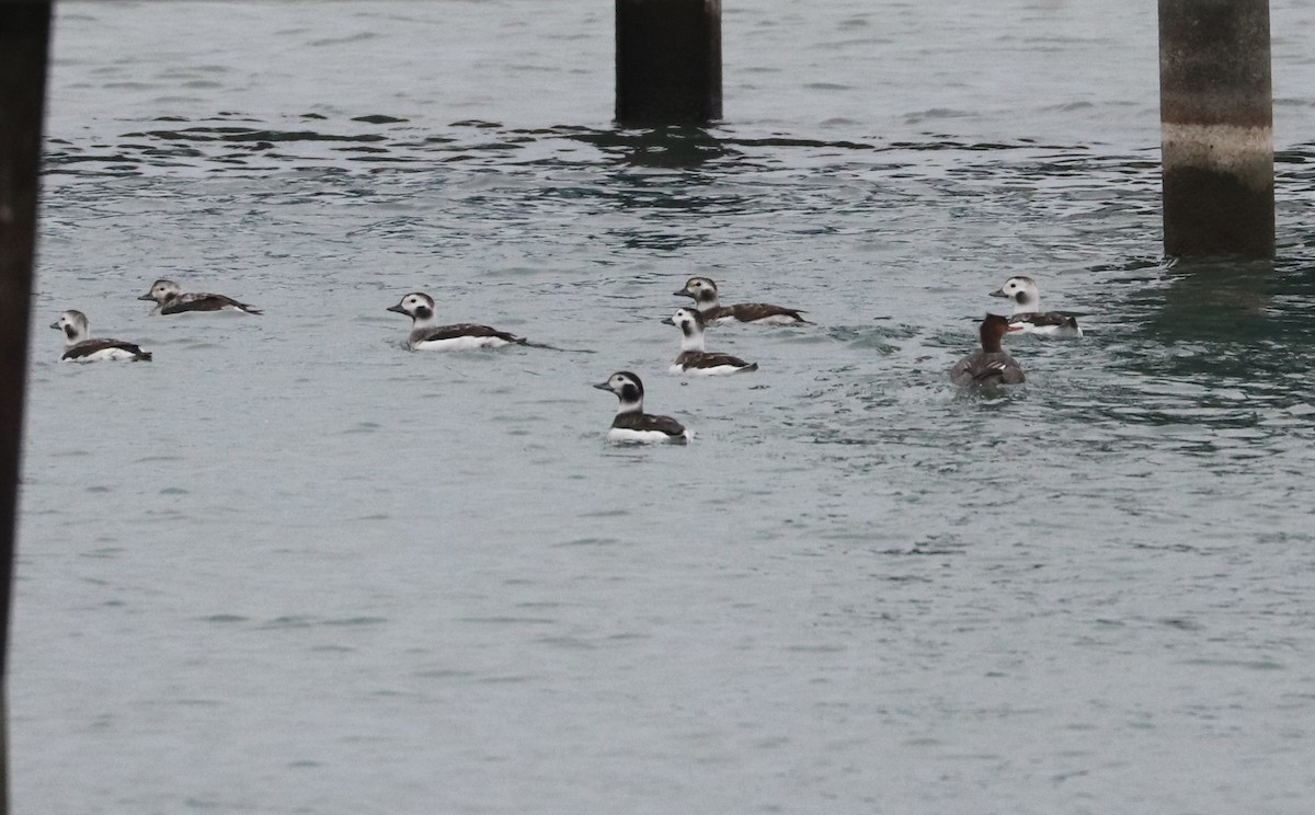 Long-tailed Duck - ML645297972
