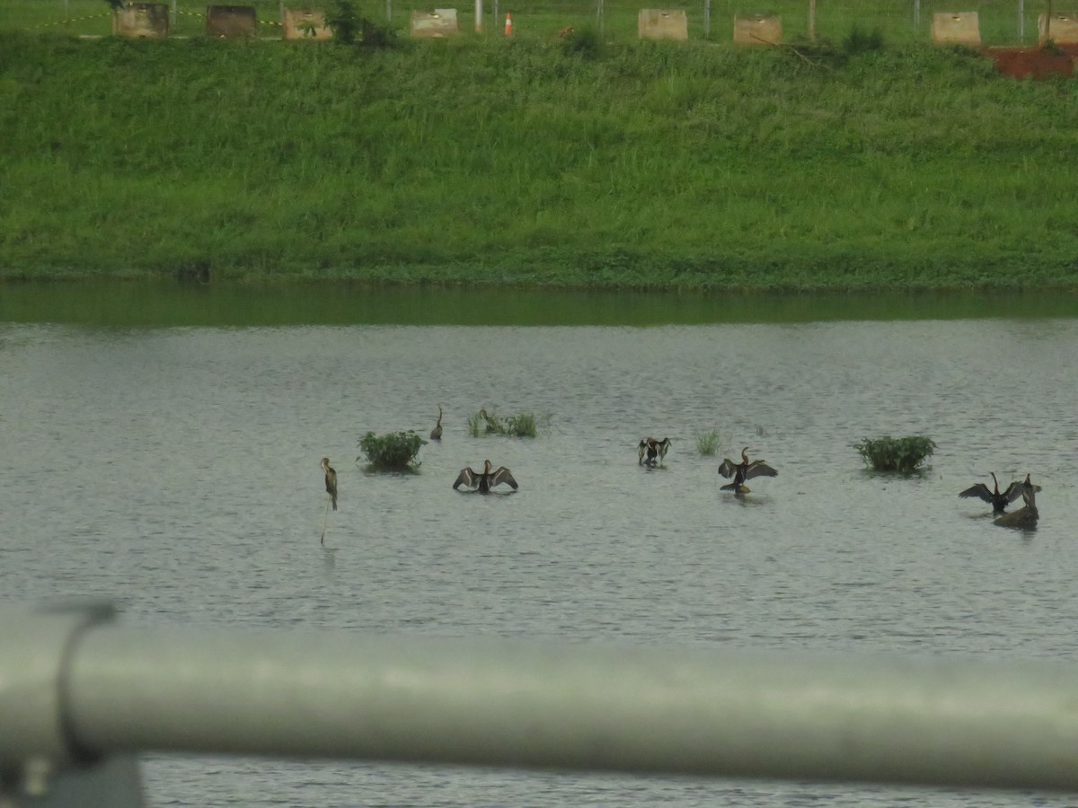 Oriental Darter - ML645297975