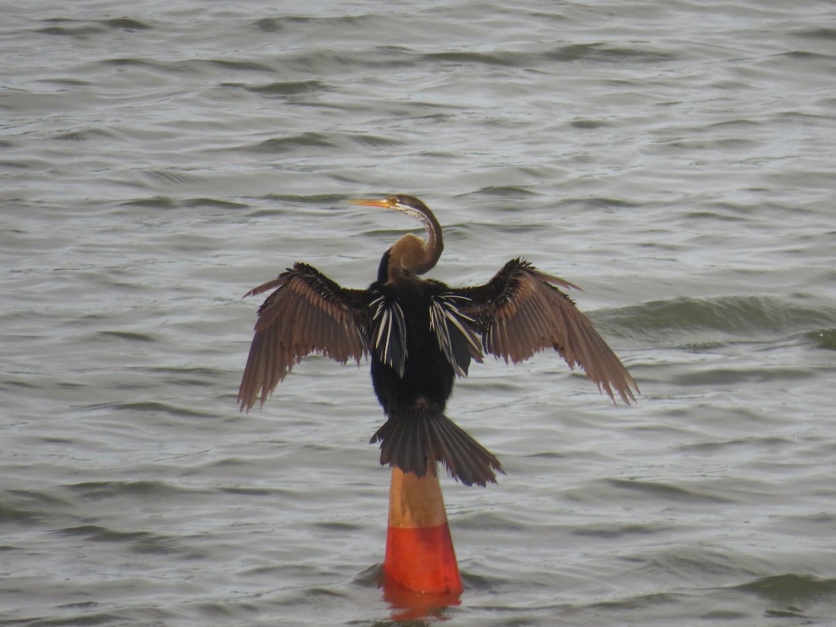 Oriental Darter - ML645297980